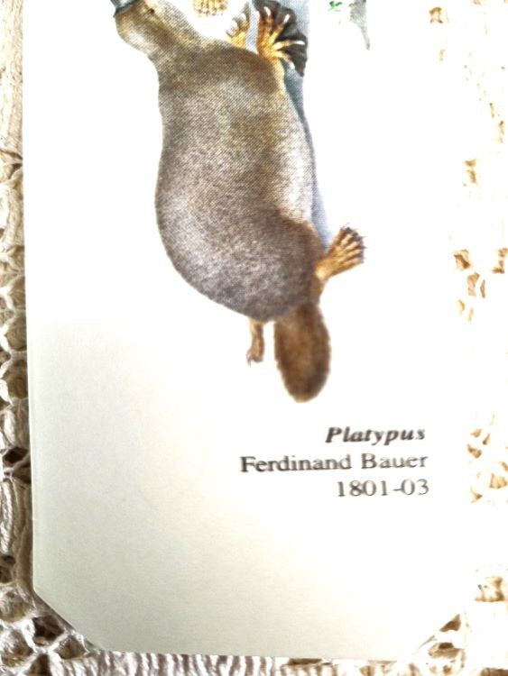 Close up of graphic caption on a bookmark of a pair of platypus by Ferdinand Bauer