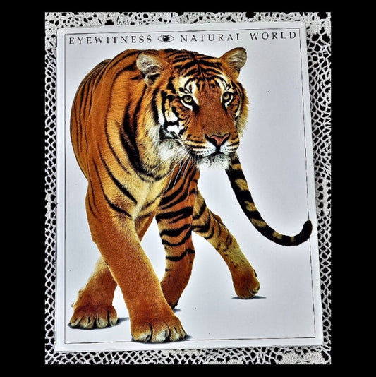 Front cover of Natural World by Steve Parker